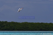 Thalasseus maximus Sterna maxima Sterne royale Royal Tern DSC_8366_00114_tn